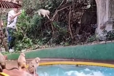 Bầy khỉ "xâm chiếm" bể bơi của khách sạn