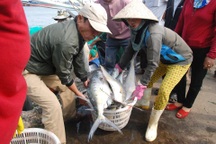 Mẻ cá bè “khủng” hơn 100 tấn của ngư dân Quảng Trị trị giá bao nhiêu?