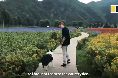 Chàng thanh niên xây biệt thự có hồ bơi cho chó cưng