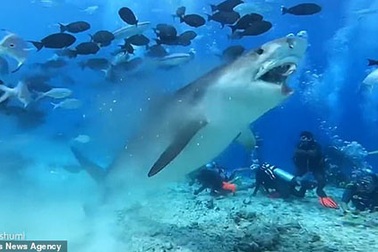 Trải nghiệm cảm giác mạnh “chạm trán ngay cạnh hàm cá mập”