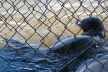 Chú hải cẩu được đưa về “nhà mới”