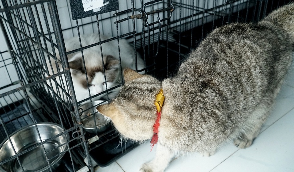 Dịch vụ trông thú cưng kiếm bội tiền cuối năm - 11 Dịch vụ trông thú cưng kiếm bội tiền cuối năm - 11
