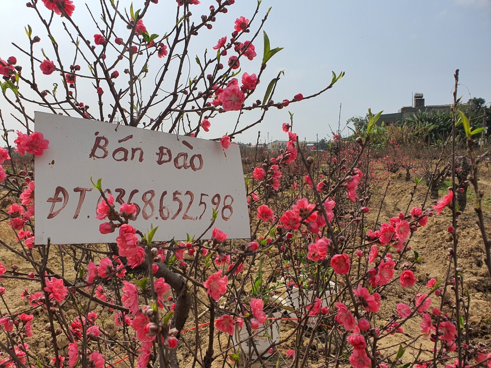 Hải Dương: Chiều 29 Tết đào nở đỏ ruộng, cả làng trắng tay vì Covid-19 - 7 Hải Dương: Chiều 29 Tết đào nở đỏ ruộng, cả làng trắng tay vì Covid-19 - 7