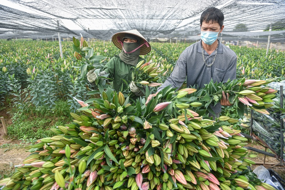 Giá hoa thấp kỷ lục, người trồng hoa Tây Tựu ngồi trên đống lửa - 1 Giá hoa thấp kỷ lục, người trồng hoa Tây Tựu ngồi trên đống lửa - 1
