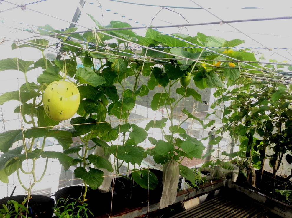 Gia chủ Sài Gòn vác đất lên sân thượng, làm vườn rau trái xanh sum suê - 6