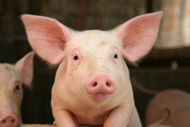 Giá lợn xuống thấp: Khách mua mừng vui, người nuôi "ốm đòn"