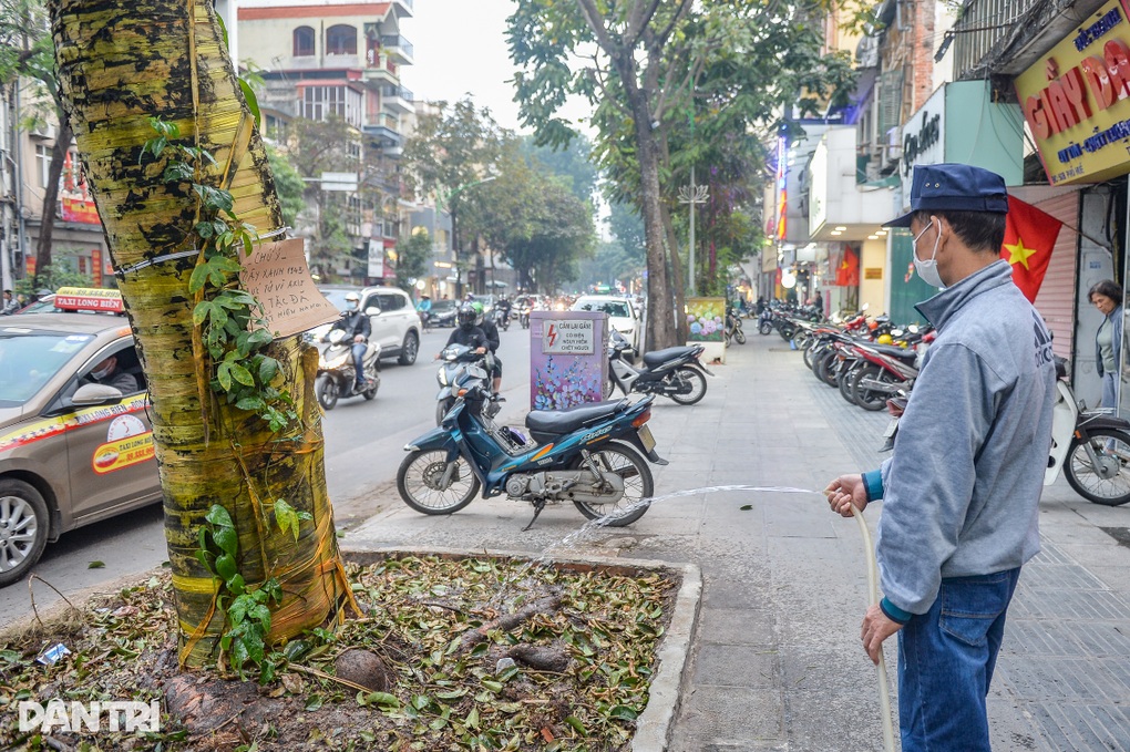 Cây 80 năm tuổi ở Hà Nội nghi bị bức tử - 4 Cây 80 năm tuổi ở Hà Nội nghi bị bức tử - 4