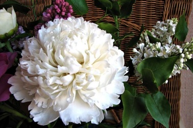 Những bông hoa tuyệt đẹp nhưng rơi là... vỡ vụn