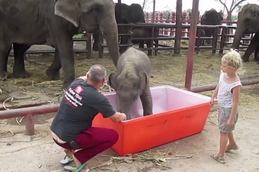 Du khách cười nghiêng ngả khi tắm cho voi con