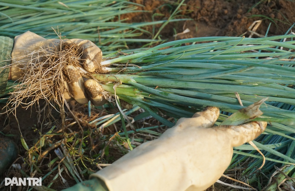 Giá tăng gấp 4, nông dân thắp đèn nhổ hành đêm, che bạt thu hoạch giữa trưa - 9