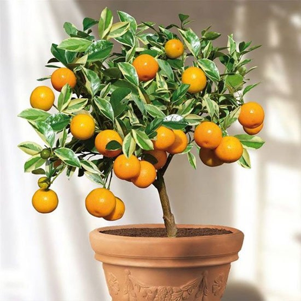 Những loại cây tỏa hương nên trồng trong nhà giúp thư giãn, giảm căng thẳng - 7 Những loại cây tỏa hương nên trồng trong nhà giúp thư giãn, giảm căng thẳng - 7
