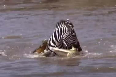 Ngựa vằn cắn miệng cá sấu rồi trốn thoát