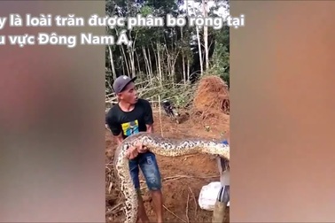 Nhóm công nhân đào trúng trăn cỡ lớn khi đang làm đường