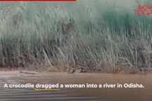 Ấn Độ: Người phụ nữ tắm ở ven sông bị cá sấu lao tới nuốt chửng
