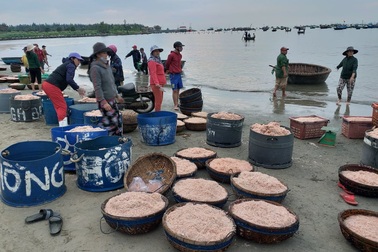 Ngư dân Đà Nẵng trúng đậm mùa ruốc biển đầu năm