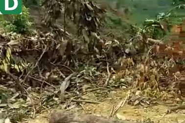 “Kịp thời” chuyển đổi hàng chục héc ta rừng nghèo kiệt!