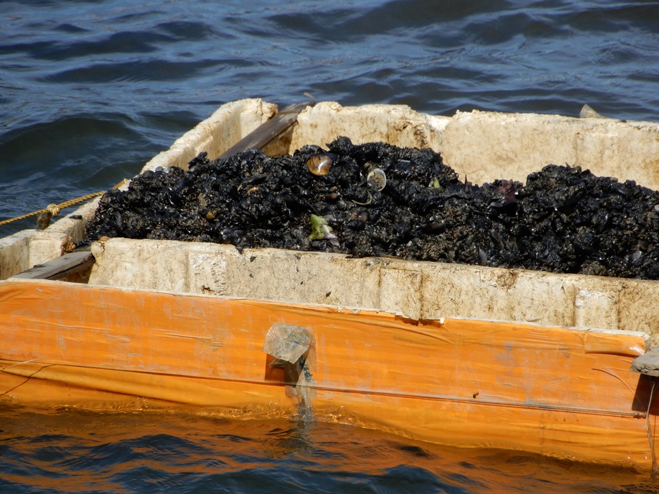 Săn thức ăn cho tôm hùm giữa ngày nóng nực, kiếm hơn nửa triệu đồng/ngày - 2
