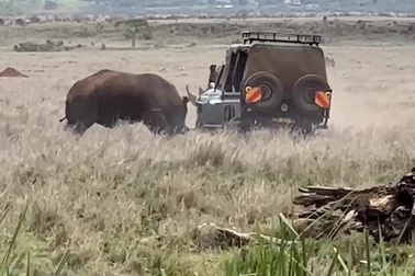 Lực lượng kiểm lâm dùng xe jeep để can cuộc đối đầu giữa 2 tê giác