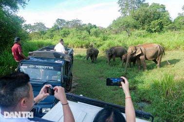 Khách Việt chao đảo trên xe mui trần, "xâm nhập" đàn voi rừng ở Sri Lanka