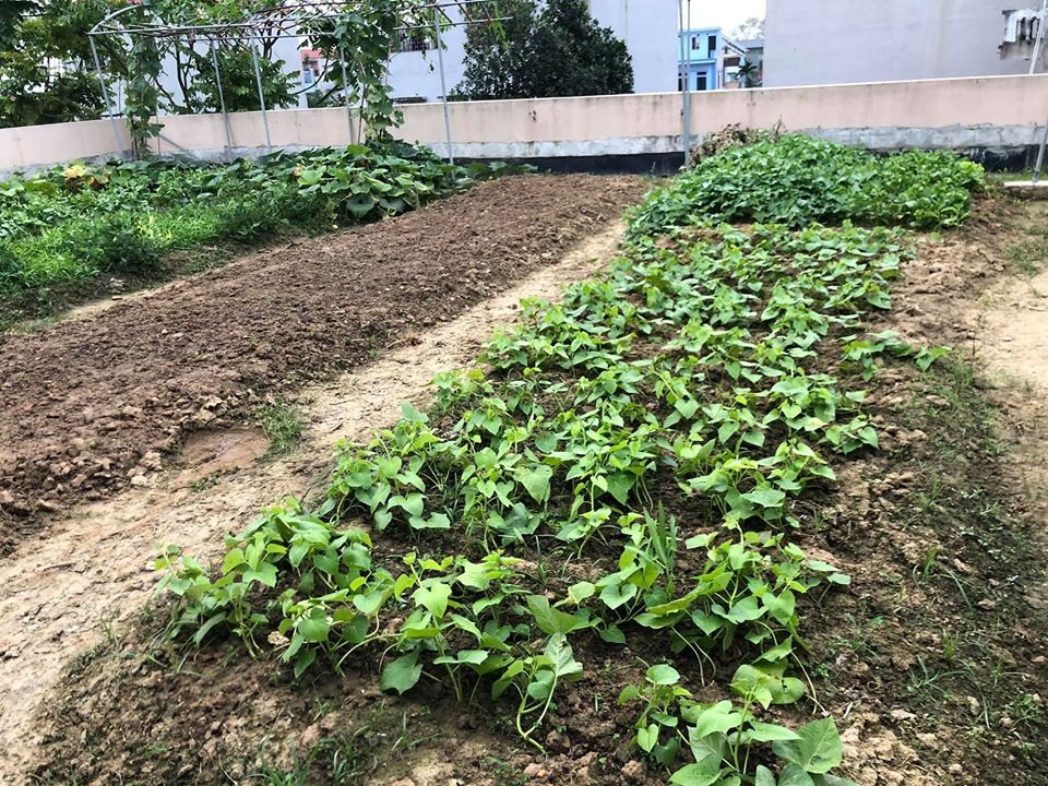 Mẹ đảm 8x ở Bắc Giang đổ đất làm vườn trên sân thượng “tốt như nông trại” - 2 Mẹ đảm 8x ở Bắc Giang đổ đất làm vườn trên sân thượng “tốt như nông trại” - 2