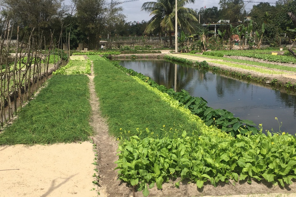 Quảng Bình: Làng cá chép đỏ ảm đạm trong dịp Tết ông Công, ông Táo - 2 Quảng Bình: Làng cá chép đỏ ảm đạm trong dịp Tết ông Công, ông Táo - 2