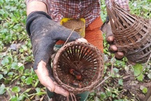 Ninh Bình: Nông dân bắt cáy kiếm tiền triệu mỗi tháng