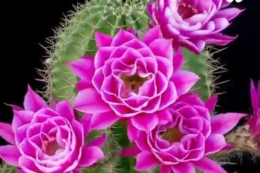 Khoảnh khắc kỳ diệu khi hoa xương rồng bừng nở