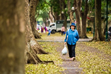 Ngẩn ngơ trước vẻ đẹp của phố phường Hà Nội mùa lá rụng
