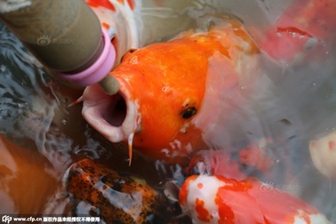 Du khách thích thú cho "cá bú bình"