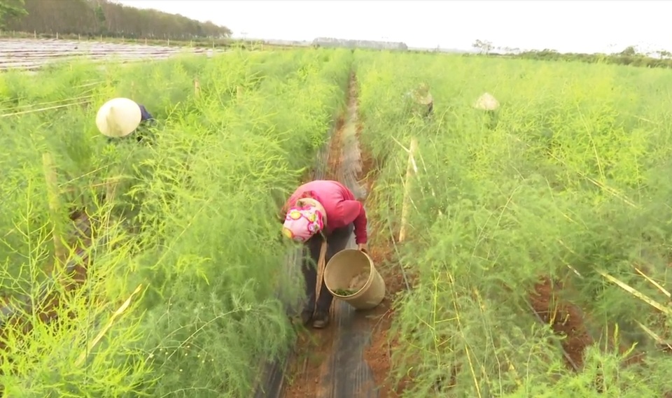 HTX nông nghiệp xã Tây Hiếu, thị xã Thái Hòa, Nghệ An - nơi đưa vào trồng thí điểm trên 4ha cây măng tây xanh từ đầu năm 2020.
HTX nông nghiệp xã Tây Hiếu, thị xã Thái Hòa, Nghệ An - nơi đưa vào trồng thí điểm trên 4ha cây măng tây xanh từ đầu năm 2020.