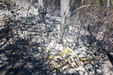 10ha rừng thông bốc cháy