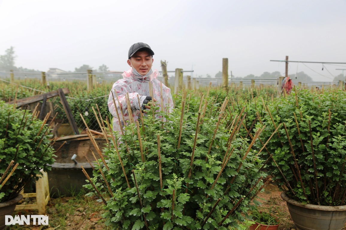 Gần Tết, người trồng hoa thấp thỏm về vụ thu hoạch lớn nhất trong năm - 2 Gần Tết, người trồng hoa thấp thỏm về vụ thu hoạch lớn nhất trong năm - 2