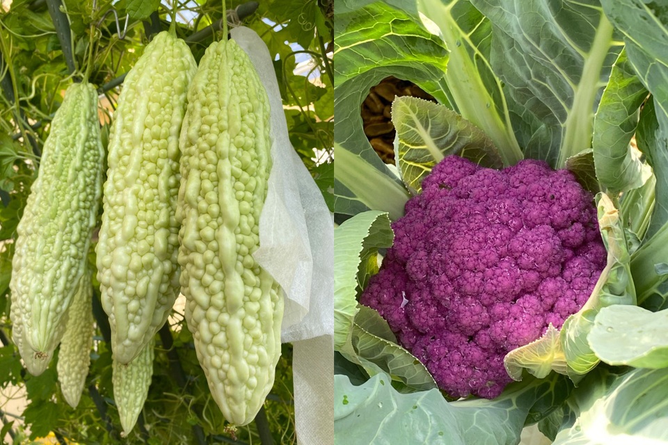 Vườn toàn rau, trái lạ, thu hoạch mỏi tay của người phụ nữ ở Quảng Nam - 6