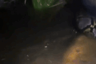 Hướng dẫn viên du lịch bị con trăn dài 6m kéo xuống nước, siết chặt vào cổ