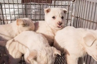 Nhà hàng thịt chó ở Pyeongchang vẫn mở cửa đón khách trong thời gian thế vận hội