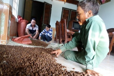 Thương lái Trung Quốc lại săn lùng hạt ươi