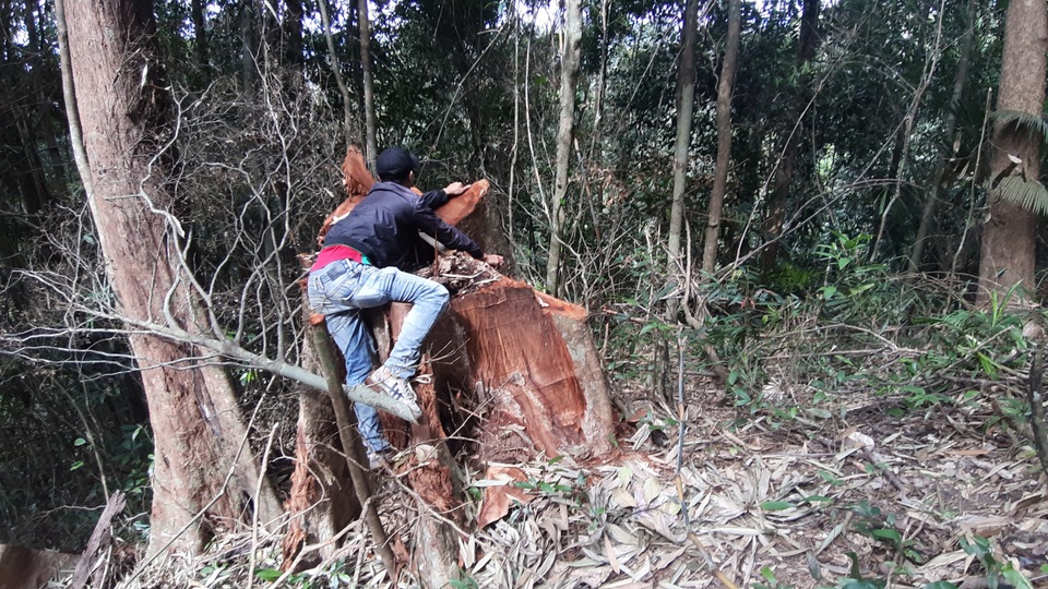 La liệt cây đại thụ bị “xẻ thịt” giữa rừng xanh, kiểm lâm không hề hay biết - 4 La liệt cây đại thụ bị “xẻ thịt” giữa rừng xanh, kiểm lâm không hề hay biết - 4