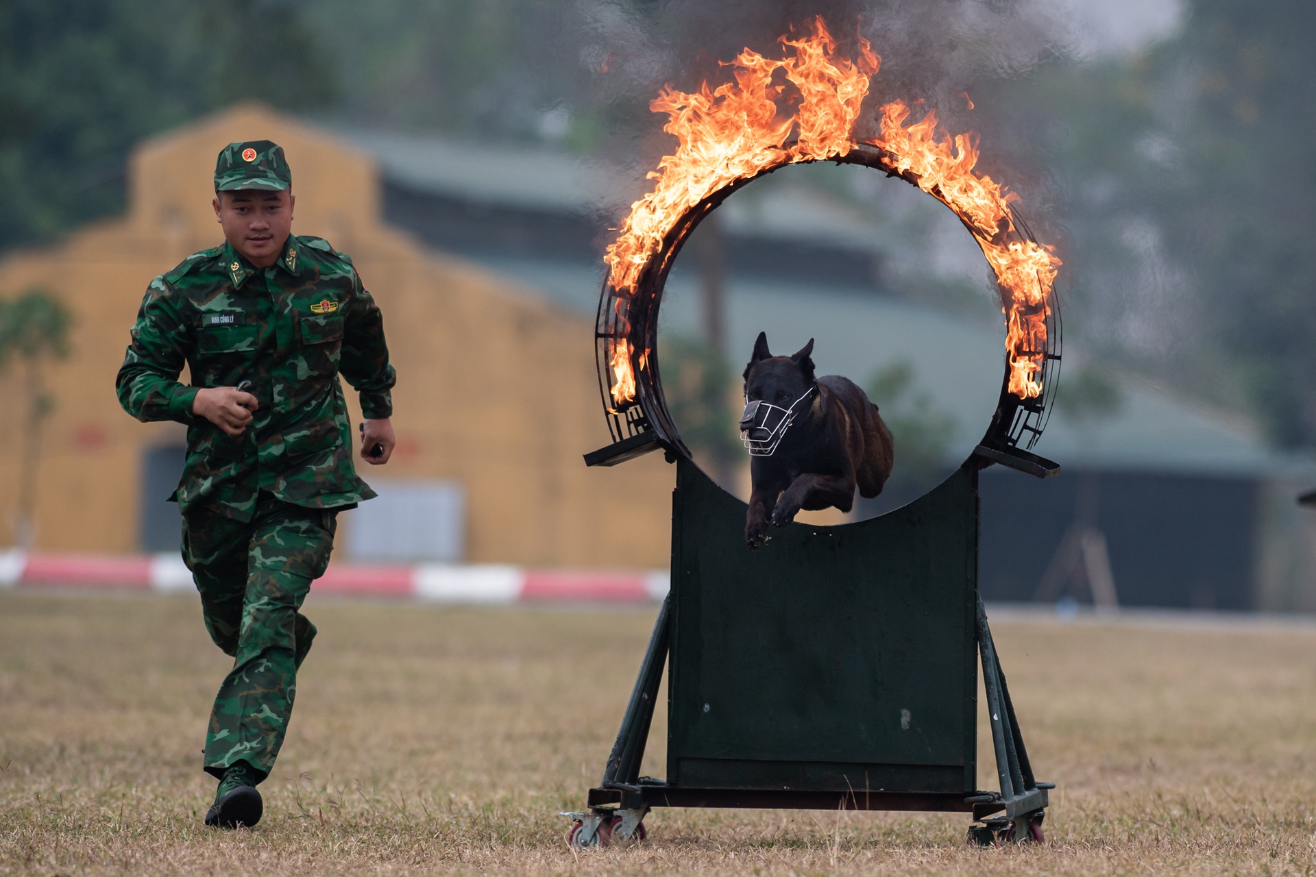 Quân khuyển trình diễn vượt vòng lửa, bắt tội phạm ở Triển lãm Quốc phòng - 9 Quân khuyển trình diễn vượt vòng lửa, bắt tội phạm ở Triển lãm Quốc phòng - 9
