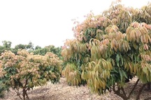 Vải muộn Lục Ngạn trông mong “ông trời”, chỉ còn 1 tuần để cứu