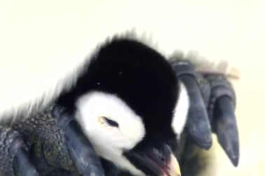 Hàng nghìn chim cánh cụt con cùng bố suốt 4 tháng chờ mẹ mang thức ăn về