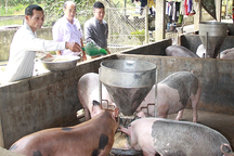 Nông dân Yên Bái học và làm theo Bác