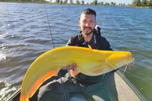 Kỳ lạ con cá vàng óng như quả chuối chín, dài gần 3 mét