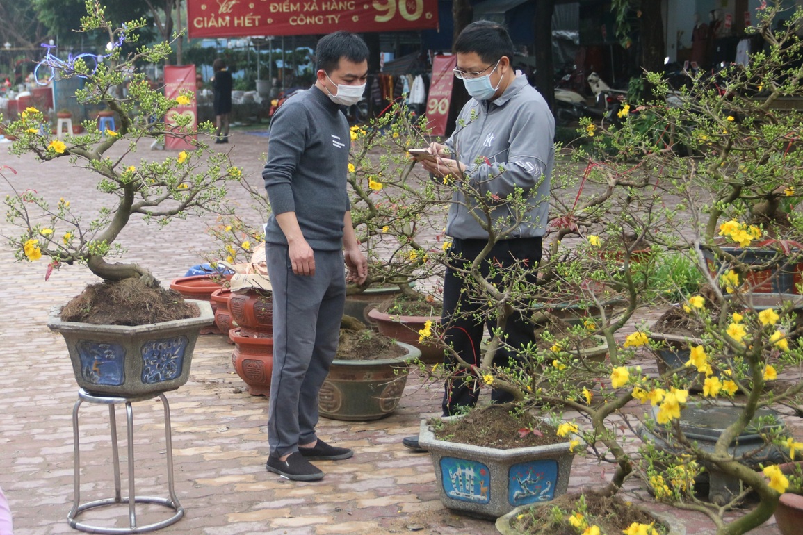 Hoa mai từ Bình Định bay ra Hà Nội đón Tết - 5