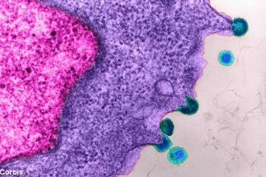 Thêm 2 người không còn vi-rút HIV trong cơ thể