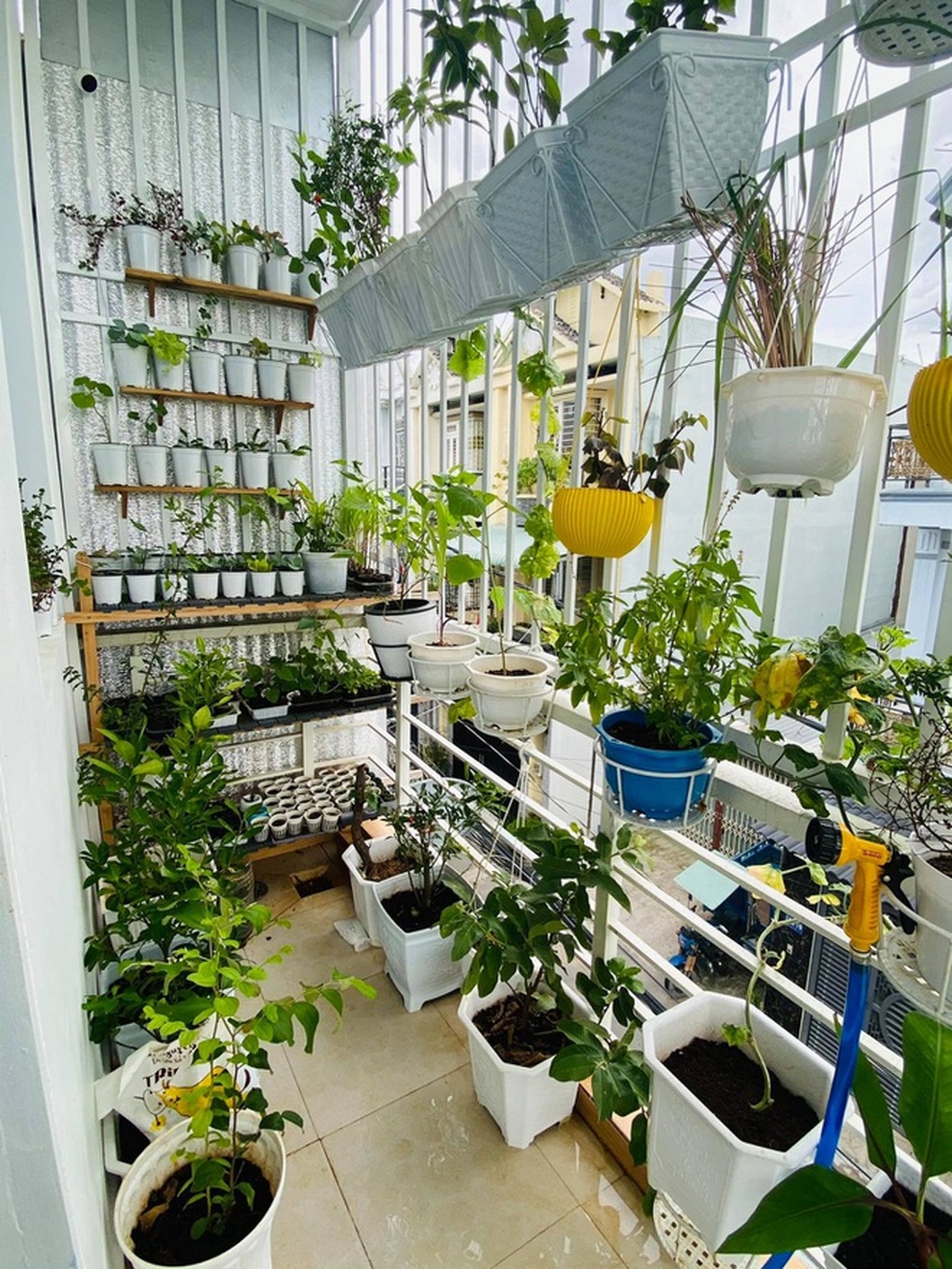 Những khu vườn ban công nhỏ mà có võ, tràn ngập rau trái sum suê - 4 Những khu vườn ban công nhỏ mà có võ, tràn ngập rau trái sum suê - 4