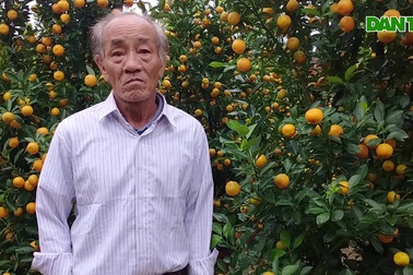 Vựa quất cảnh lớn nhất miền Trung vào vụ Tết