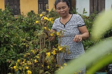 Mai nở sớm bất thường nhưng vẫn “cháy hàng”