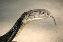 Nhân chứng kể việc rắn hổ mang chúa dài 4m trườn vào nhà khi đang xem ti vi