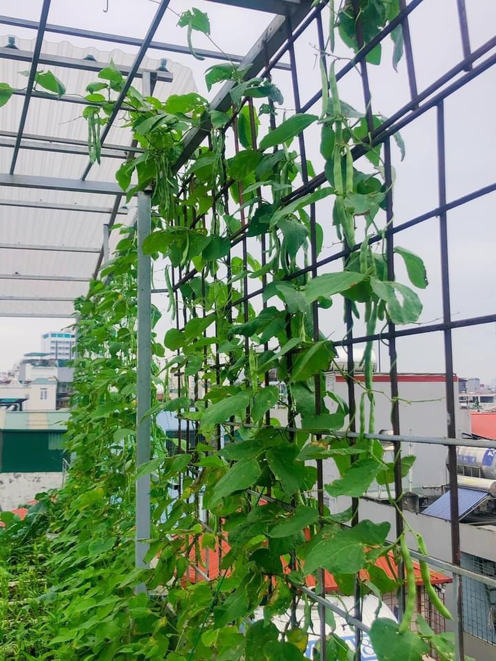 Vợ chồng trồng rau tặng hàng xóm, mua thực phẩm giúp người nghèo mùa dịch - 6 Vợ chồng trồng rau tặng hàng xóm, mua thực phẩm giúp người nghèo mùa dịch - 6