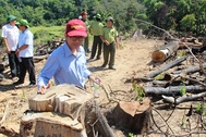 “Nếu không tìm ra kẻ chủ mưu vụ phá rừng, coi như hệ thống chính trị thất bại”
